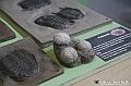 VBS_0848 - Dinosauri. Terra dei giganti